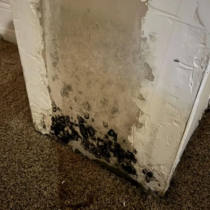 Professional Mold Removal in Keytesville, MO